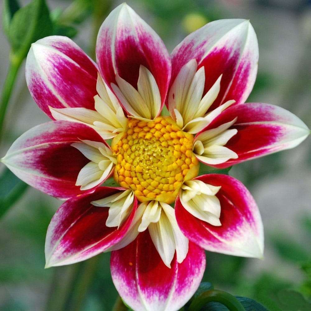 Dahlia 'Fashion Monger'